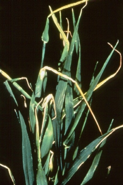 Barley with yellowing leaves from copper deficiency